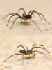 Tegenaria sp.